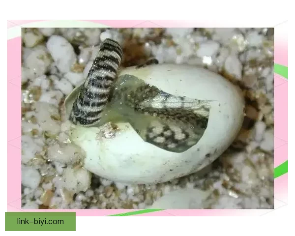 世界杯竞猜热门平台推荐与最佳策略解析全方位指南