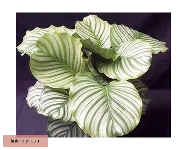 世界杯竞猜热门平台推荐与最佳策略解析全方位指南